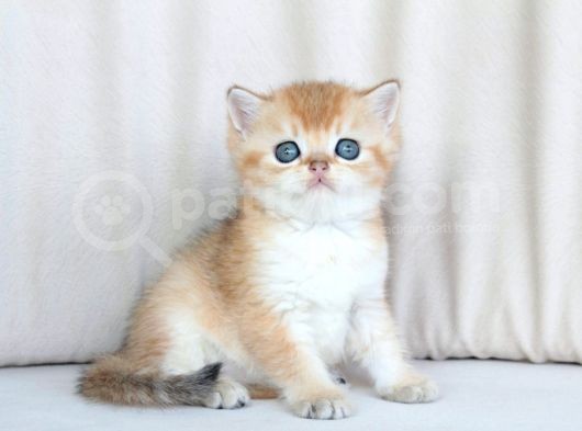 Irkının En Iyi Örneklerinden British Shorthair Yavrular görsel