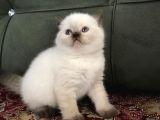 Irkının En Iyi Örneklerinden British Shorthair Yavrular