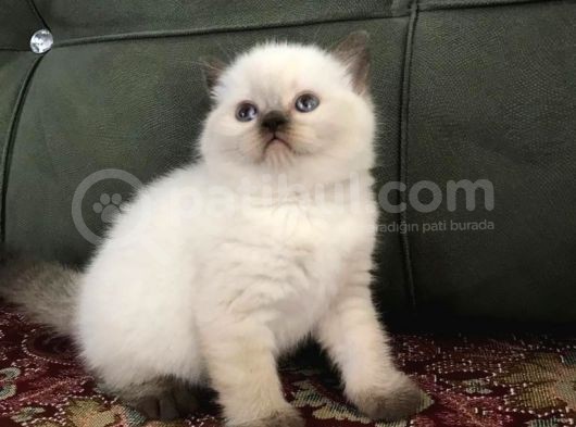 Irkının En Iyi Örneklerinden British Shorthair Yavrular görsel