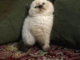 Irkının En Iyi Örneklerinden British Shorthair Yavrular