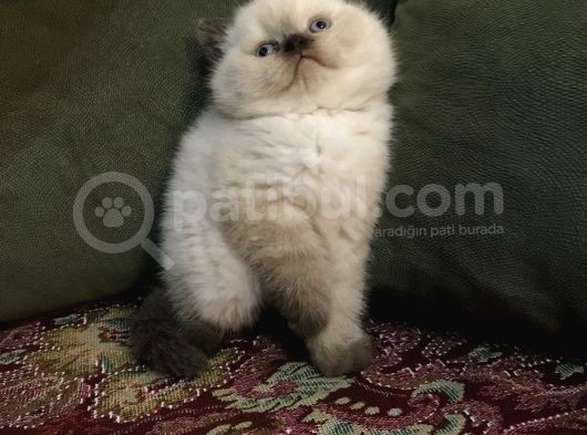 Irkının En Iyi Örneklerinden British Shorthair Yavrular görsel