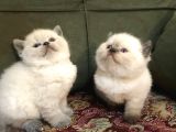 Irkının En Iyi Örneklerinden British Shorthair Yavrular