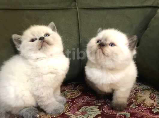 Irkının En Iyi Örneklerinden British Shorthair Yavrular görsel