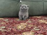 Irkının En Iyi Örneklerinden British Shorthair Yavrular
