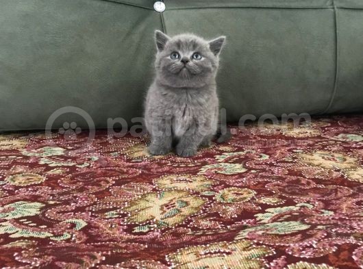 Irkının En Iyi Örneklerinden British Shorthair Yavrular görsel