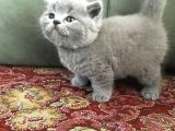 Irkının En Iyi Örneklerinden British Shorthair Yavrular
