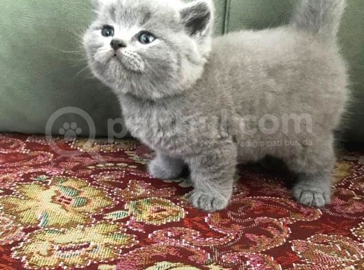 Irkının En Iyi Örneklerinden British Shorthair Yavrular görsel