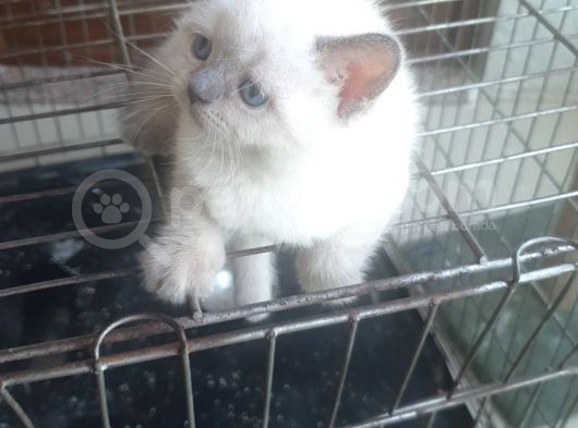 1 Tane Blue Point Erkek