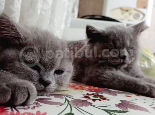 British Shorthair