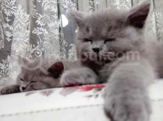 British Shorthair görsel