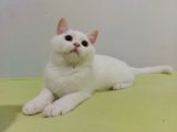 British Longhair Karbeyazı Erkek Yavru
