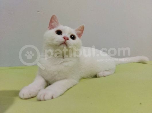 British Longhair Karbeyazı Erkek Yavru görsel