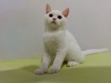 British Longhair Karbeyazı Erkek Yavru