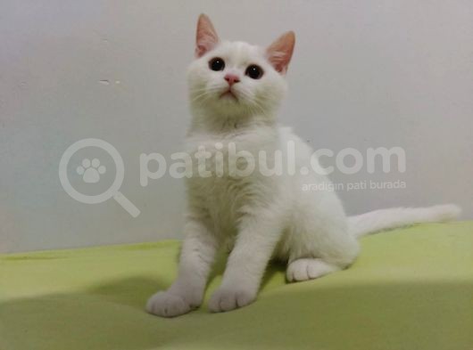 British Longhair Karbeyazı Erkek Yavru görsel