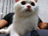 British Longhair Karbeyazı Erkek Yavru