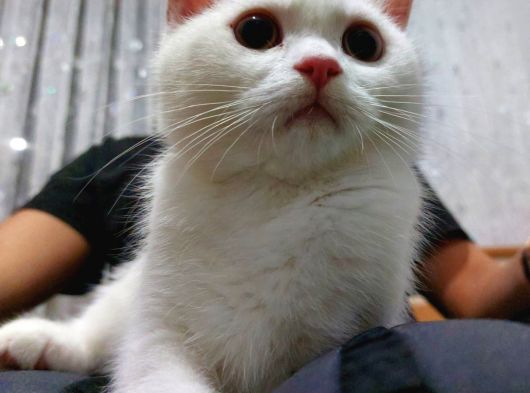 British Longhair Karbeyazı Erkek Yavru görsel