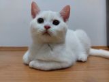 British Longhair Karbeyazı Erkek Yavru