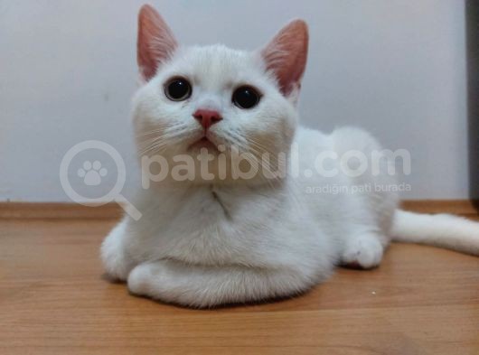 British Longhair Karbeyazı Erkek Yavru