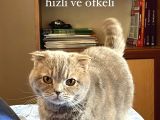 Kedimize Yeni Yuva Arıyoruz