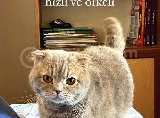 Kedimize Yeni Yuva Arıyoruz görsel