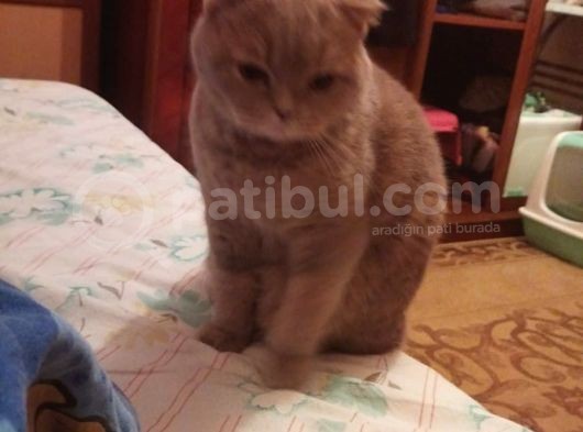 Kedimize Yeni Yuva Arıyoruz görsel