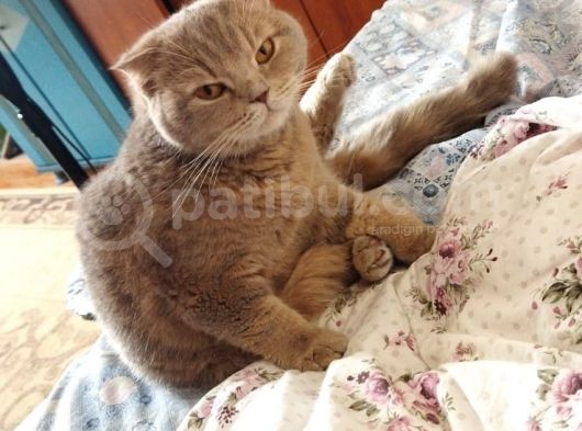 Kedimize Yeni Yuva Arıyoruz görsel