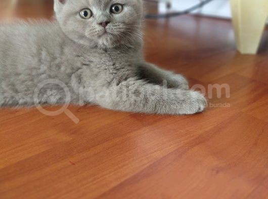 British Shorthair görsel