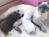 Scottish Fold Blue Safkan Erkek Yavrum