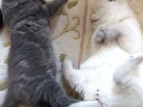 Scottish Fold Blue Safkan Erkek Yavrum