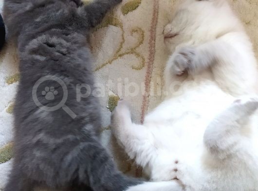Scottish Fold Blue Safkan Erkek Yavrum görsel