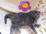Scottish Fold Blue Safkan Erkek Yavrum