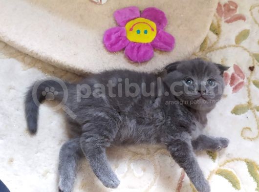 Scottish Fold Blue Safkan Erkek Yavrum görsel