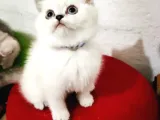 Erkek British Shorthair Yavrumuz Yeni Yuvasını Arıyor