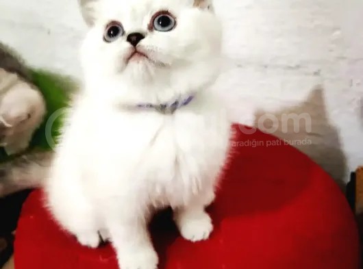 Erkek British Shorthair Yavrumuz Yeni Yuvasını Arıyor görsel