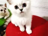 Erkek British Shorthair Yavrumuz Yeni Yuvasını Arıyor