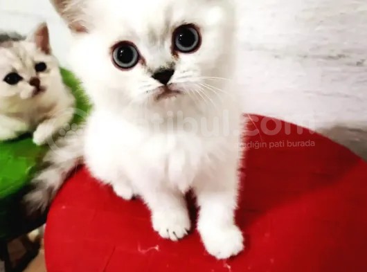 Erkek British Shorthair Yavrumuz Yeni Yuvasını Arıyor görsel