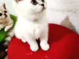 Erkek British Shorthair Yavrumuz Yeni Yuvasını Arıyor