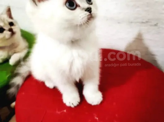 Erkek British Shorthair Yavrumuz Yeni Yuvasını Arıyor görsel