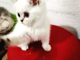 Erkek British Shorthair Yavrumuz Yeni Yuvasını Arıyor