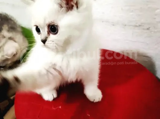 Erkek British Shorthair Yavrumuz Yeni Yuvasını Arıyor