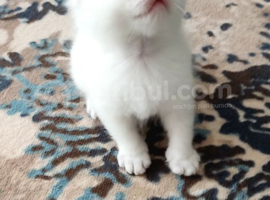 Mi̇ni̇k Güzel Bebekler görsel
