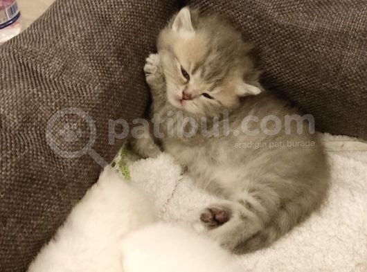 Mi̇ni̇k Güzel Bebekler görsel