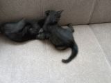 British Shorthair Çok Uyguna 2 Adet Ev Sahibini Arıyor