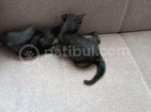 British Shorthair Çok Uyguna 2 Adet Ev Sahibini Arıyor görsel