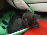 British Shorthair Çok Uyguna 2 Adet Ev Sahibini Arıyor