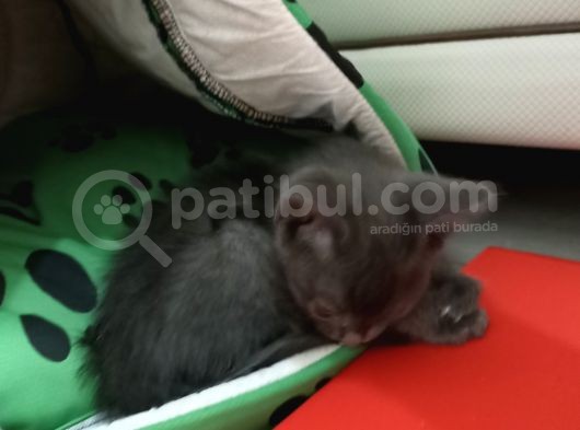 British Shorthair Çok Uyguna 2 Adet Ev Sahibini Arıyor görsel