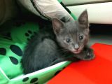 British Shorthair Çok Uyguna 2 Adet Ev Sahibini Arıyor