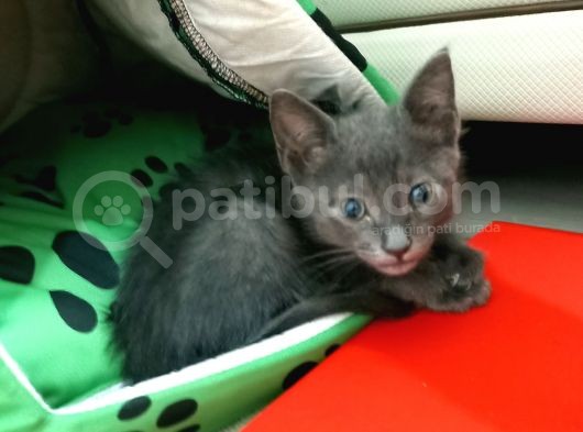 British Shorthair Çok Uyguna 2 Adet Ev Sahibini Arıyor