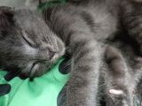 British Shorthair Çok Uyguna 2 Adet Ev Sahibini Arıyor