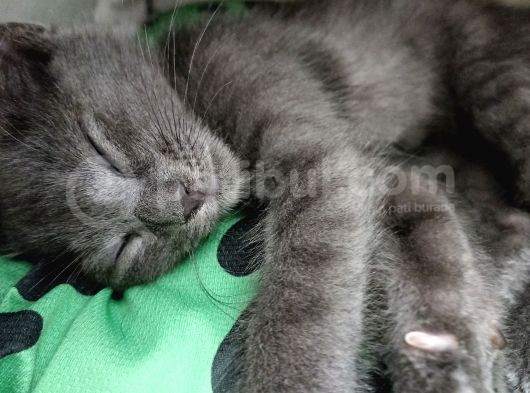 British Shorthair Çok Uyguna 2 Adet Ev Sahibini Arıyor görsel